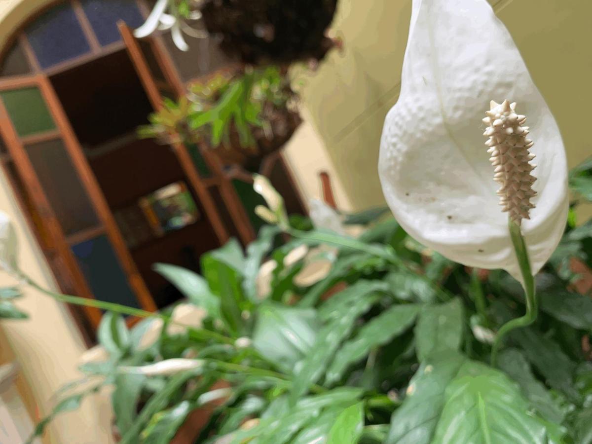 Casa Grande Apartman Medellín Kültér fotó